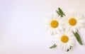 Camomile small group set isolated on white background Royalty Free Stock Photo