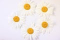 Camomile small group set isolated on white background Royalty Free Stock Photo