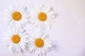 Camomile small group set isolated on white background Royalty Free Stock Photo