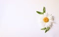 Camomile small group set isolated on white background Royalty Free Stock Photo