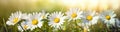 Plant field beauty green nature spring meadow daisy close-up background flowers summer