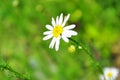 Camomile surrounded by a green field