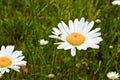 Camomile Royalty Free Stock Photo