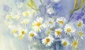 Camomile watercolor background Royalty Free Stock Photo