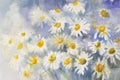Camomile watercolor background Royalty Free Stock Photo