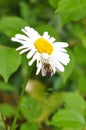 On a camomile the white spider sits and eats a bee.