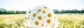 Camomile wild flowers background. Sunny summer wild meadow and bunch of flowers, banner background Royalty Free Stock Photo