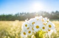 Camomile wild flowers background. Sunny summer wild meadow and bunch of flowers Royalty Free Stock Photo