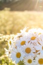 Camomile wild flowers background. Sunny summer wild meadow and bunch of flowers Royalty Free Stock Photo
