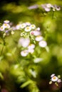 Camomile wild flowers Royalty Free Stock Photo