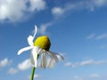 camomile in the wind Royalty Free Stock Photo