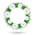 Camomile wreath isolated on white background