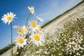 Camomiles Royalty Free Stock Photo