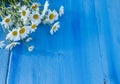 Camomiles on a blue wooden background. Beautiful spring composition, template for design with place for text Royalty Free Stock Photo