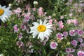 Camomiles and carnations grow on a flowerbed in a garden. Royalty Free Stock Photo