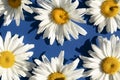 Camomiles close-up on a blue background with space for text. Advertising, postcard. banner Royalty Free Stock Photo