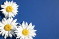 Camomiles close-up on a blue background with space for text. Advertising, postcard. banner Royalty Free Stock Photo