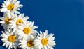 Camomiles close-up on a blue background with space for text. Advertising, postcard. banner Royalty Free Stock Photo