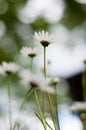 Camomiles or daisy flowers, view from the ground. Selective focus, close up, blurred image Royalty Free Stock Photo