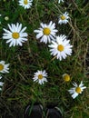 Camomiles flowers growing in the green grass top view