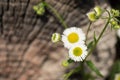 Camomiles in a garden on a wooden background Royalty Free Stock Photo