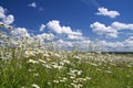 Camomiles on a meadow Royalty Free Stock Photo