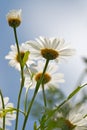 Camomiles over blue sky Royalty Free Stock Photo