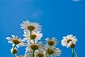 Camomiles over blue sky Royalty Free Stock Photo