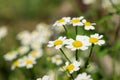 Camomiles in a summer garden Royalty Free Stock Photo