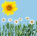 Camomiles, sunflower and cyan sky Royalty Free Stock Photo