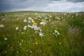 Camomiles on the Ukok Plateau