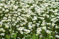 Camomiles in the wind. Beautiful wild field of daisy flowers. Summer day after rain. Concept of seasons, ecology, green Royalty Free Stock Photo