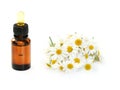 Camomille essential oil Royalty Free Stock Photo