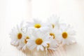 Camomille flowers Royalty Free Stock Photo