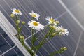 Camomille flowers growing through solar panel. Ecological friendly electricity generation. Royalty Free Stock Photo
