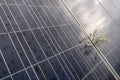 Camomille flowers growing through solar panel. Ecological friendly electricity generation. Royalty Free Stock Photo