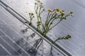 Camomille flowers growing through solar panel. Ecological friendly electricity generation. Royalty Free Stock Photo