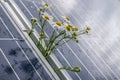 Camomille flowers growing through solar panel. Ecological friendly electricity generation. Royalty Free Stock Photo