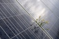 Camomille flowers growing through solar panel. Ecological friendly electricity generation. Royalty Free Stock Photo