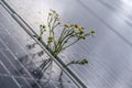 Camomille flowers growing through solar panel. Ecological friendly electricity generation. Royalty Free Stock Photo