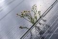 Camomille flowers growing through solar panel. Ecological friendly electricity generation. Royalty Free Stock Photo