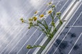 Camomille flowers growing through solar panel. Ecological friendly electricity generation. Royalty Free Stock Photo