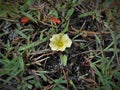 close-up of Camonea umbellata plant in garden