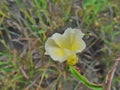 Camonea umbellata flower