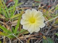 Camonea umbellata flower