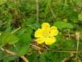 Camonea umbellata, hogvine, yellow merremia, and yellow wood rose