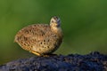 Brown bird doing morning sunbath on the ground over green background, happy wild animal Royalty Free Stock Photo