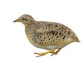 camouflage brown to yellow bird with big eyes and short tail isolated on white background, Male Yellow-legged Buttonquail