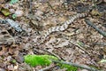 Camouflage Canebrake Timber Rattlesnake Royalty Free Stock Photo