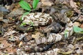 Camouflage Canebrake Timber Rattlesnake Royalty Free Stock Photo